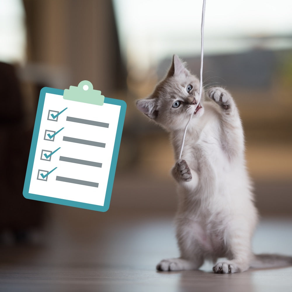 Checkliste für neue Katzenbesitzer: So gelingt der Start