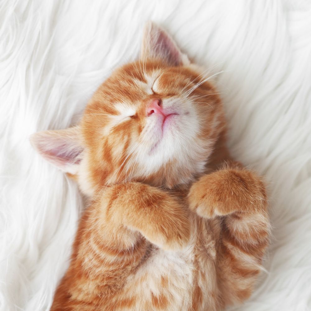 Milchtritt bei Katzen erklärt & wie du ihn richtig unterstützt