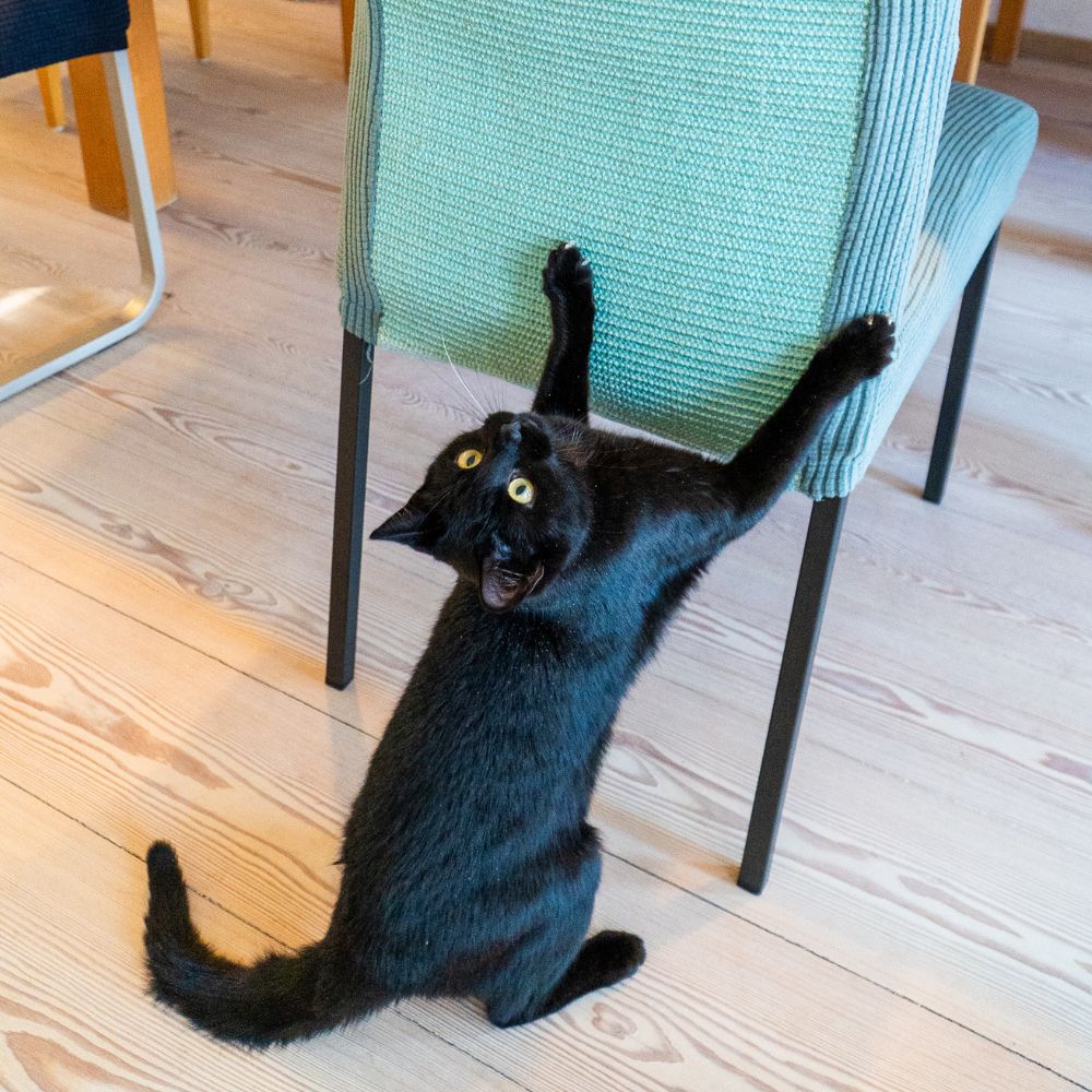 Warum kratzen Katzen an Stühlen
