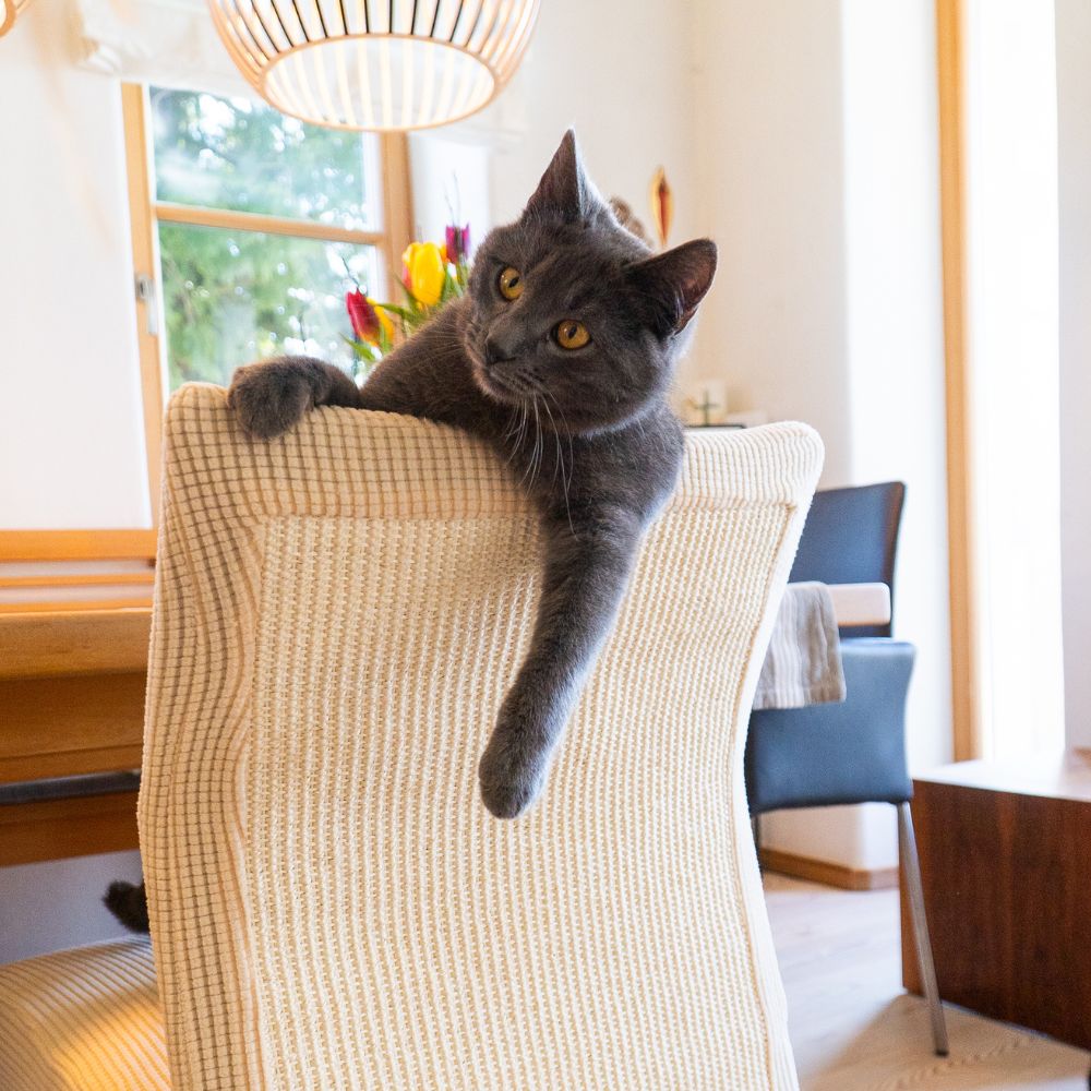 Warum kratzen Katzen so gerne?