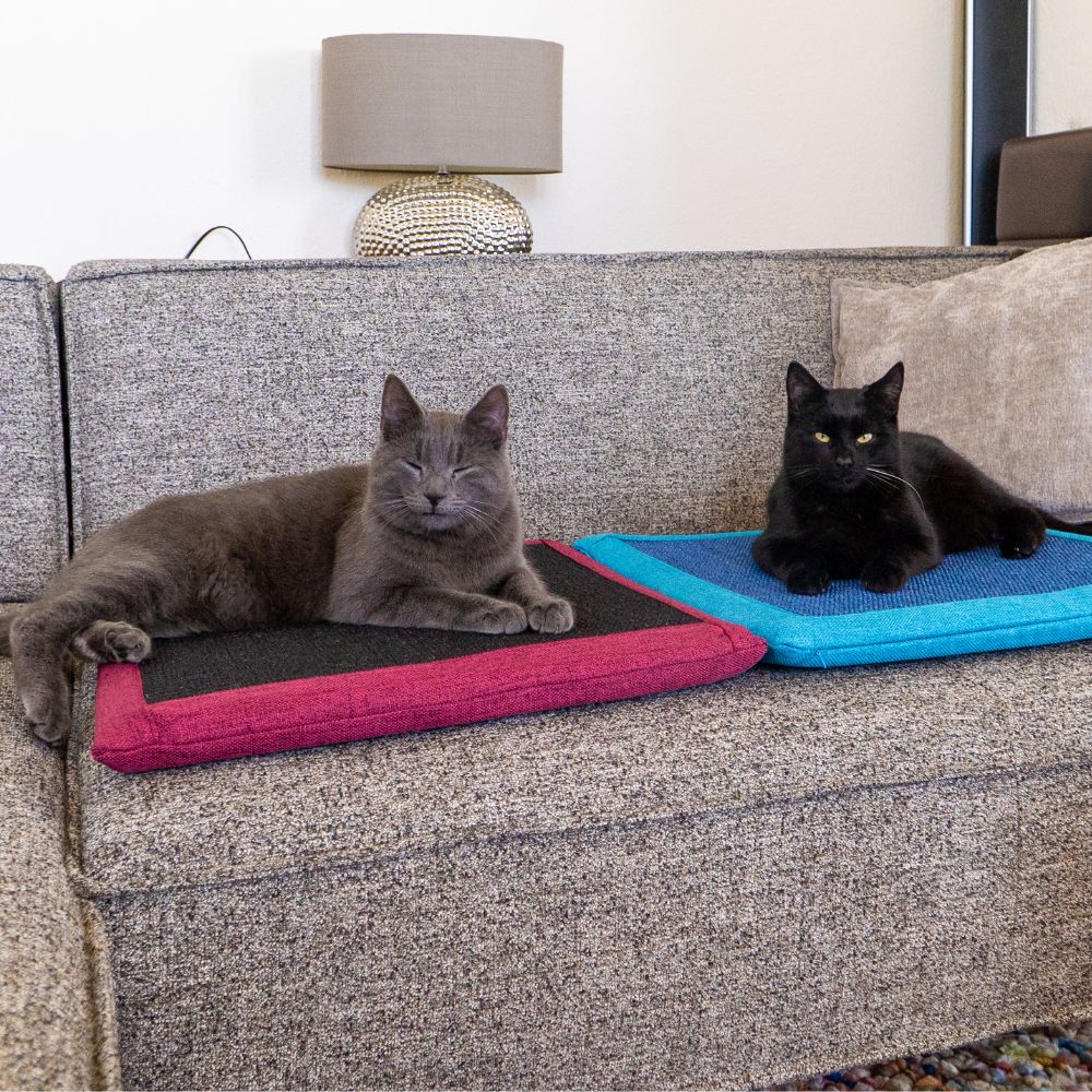 Wie viele Stunden schlafen Katzen pro Tag?