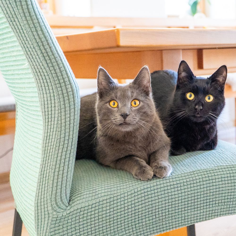 Die beliebtesten Katzennamen 2025