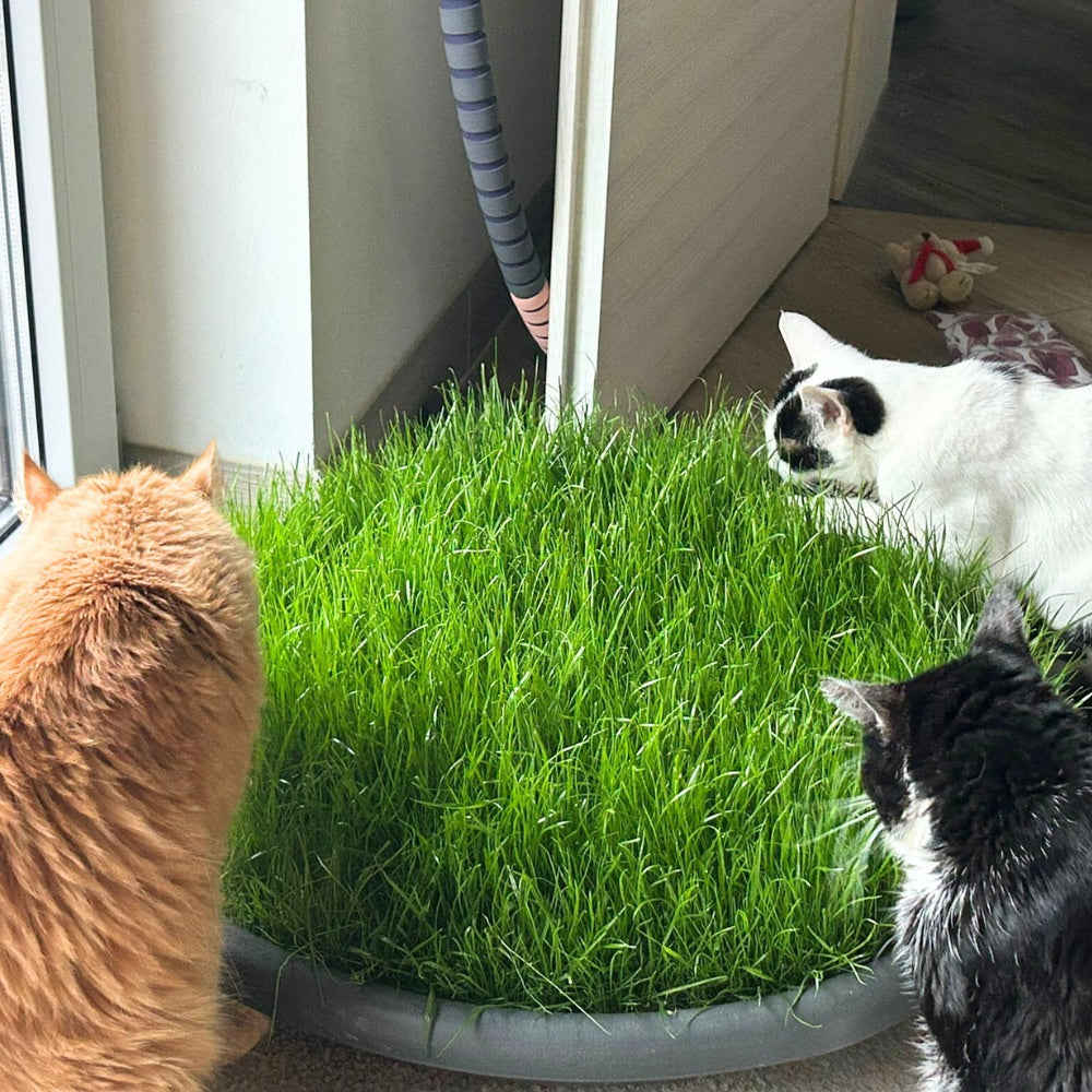 Katzengras als Ergänzungsmittel: Wissenswertes & Ratschläge