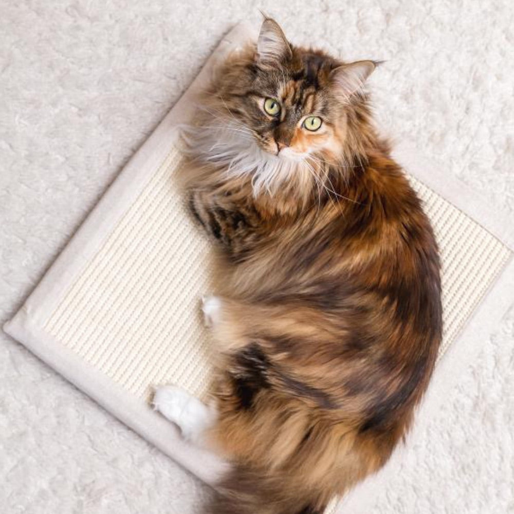 Katze vor Sommerhitze schützen