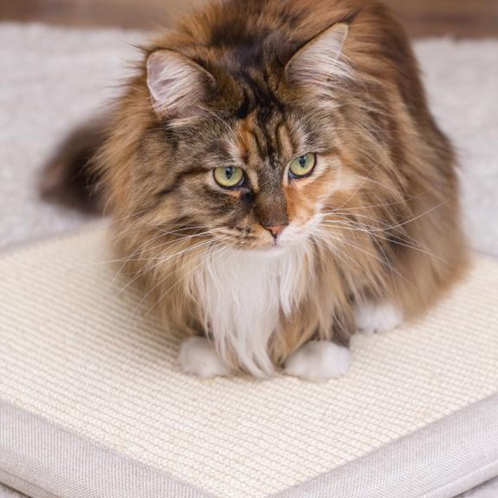 7+1 Effektive Kratzschutzlösungen für Ihr Sofa