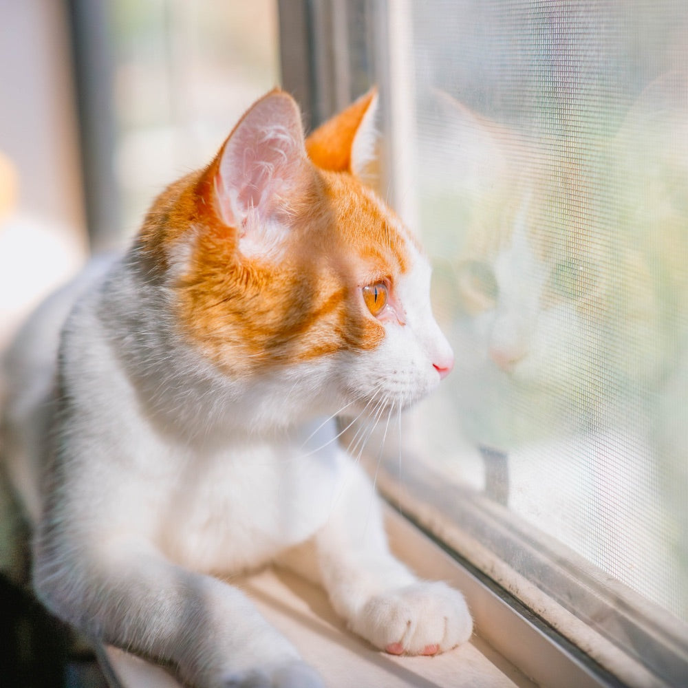 Wohnungskatzen: So gestaltest du ein kratzfreundliches Zuhause