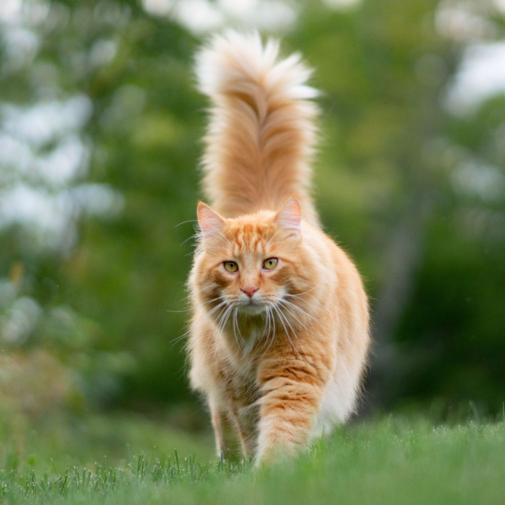 Die Faszinierenden Fähigkeiten der Katzen.