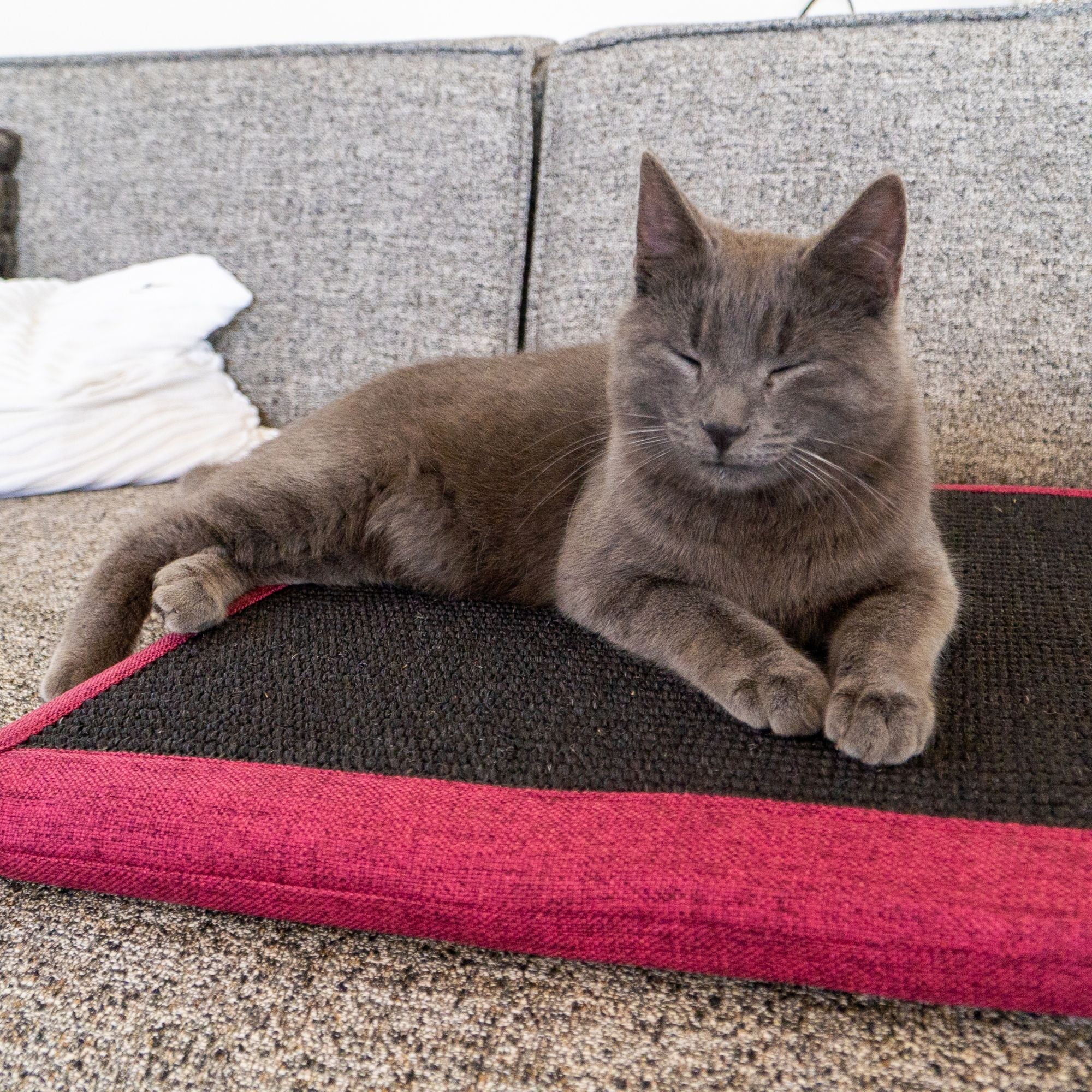 Warum reguliert das Kratzkissen mit Sisal die Körpertemperatur einer Katze?