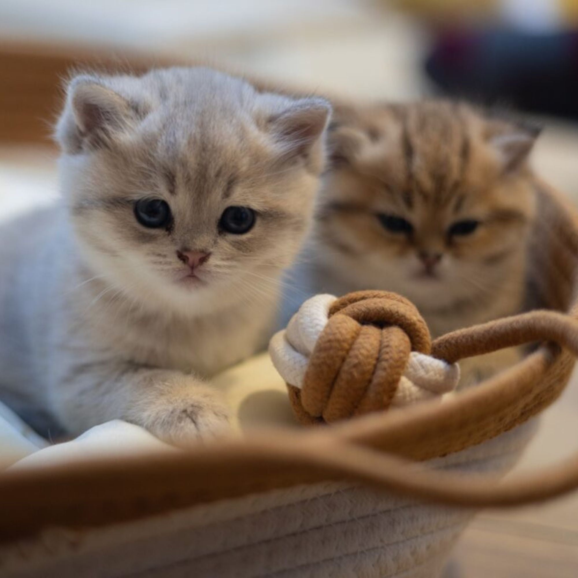 Katzenbett mit Kissen