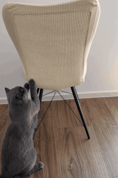 Katze streckt sich und kratzt an der Kratzhusse