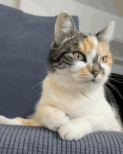 Katze springt auf den Stuhl mit Kratzhusse